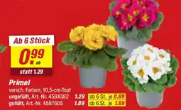 toom Baumarkt Primel Angebot