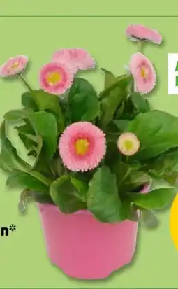 PENNY Gänseblümchen Angebot