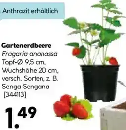 Hellweg Gartenerdbeere Angebot