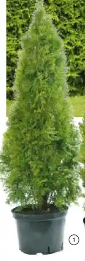 Hellweg Smaragd-Lebensbaum Angebot