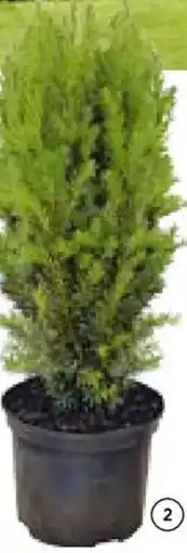 Hellweg Heckeneibe Angebot