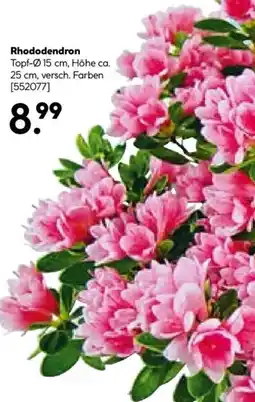 Hellweg Rhododendron Angebot