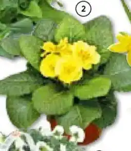 Hellweg Primel Angebot