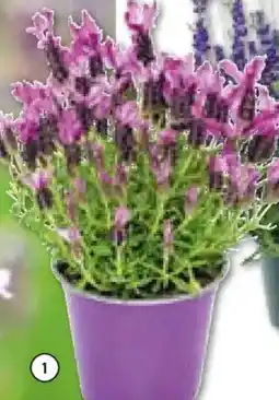 Hellweg Schopflavendel Angebot