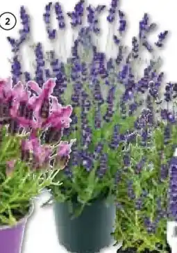 Hellweg Lavendel ,,Munstead" Angebot