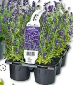 Hellweg Echter Lavendel Angebot