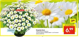 Hellweg Margeriten-Busch Angebot