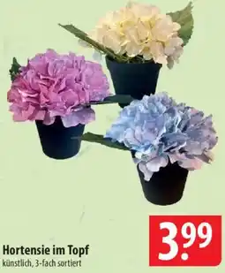Famila Nord Ost Hortensie im Topf Angebot