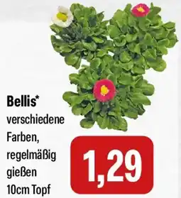 Feneberg Bellis Angebot