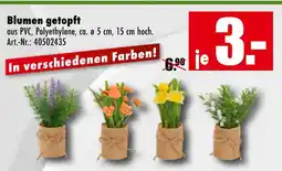 Möbel Mahler Blumen getopft Angebot