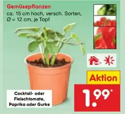 Netto Marken-Discount Gemüsepflanzen Angebot