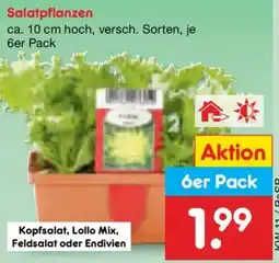 Netto Marken-Discount Salatpflanzen 6er Pack Angebot