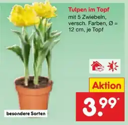 Netto Marken-Discount Tulpen im Topf Angebot
