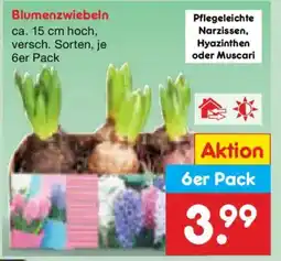 Netto Marken-Discount Blumenzwiebeln Angebot