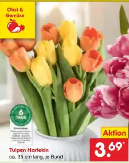 Netto Marken-Discount Tulpen Harlekin Angebot