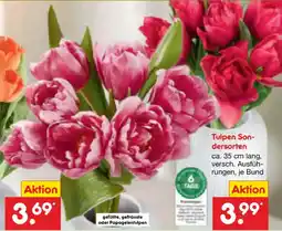 Netto Marken-Discount Tulpen Sondersorten Angebot