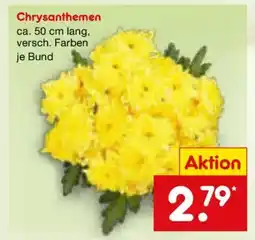 Netto Marken-Discount Chrysanthemen Angebot