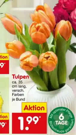 Netto Marken-Discount Tulpen Angebot