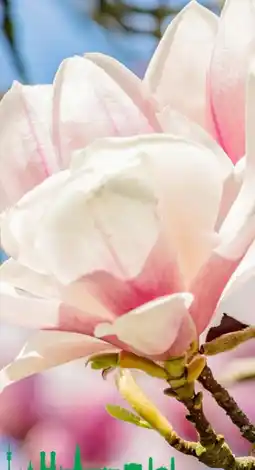 Hagebau Magnolien Angebot