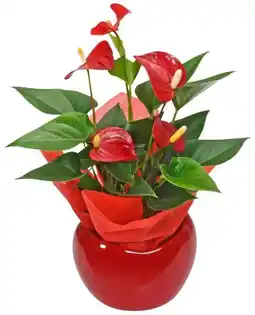 Kaufland Flamingoblume im Herz-Keramiktopf Angebot