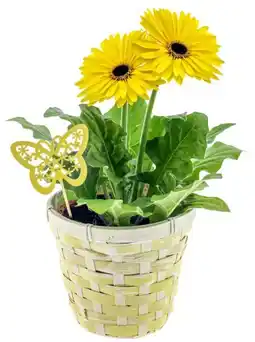 Kaufland Gerbera Angebot