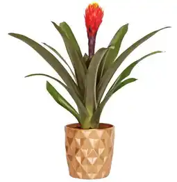Kaufland Bromelie im Keramik Übertopf Angebot