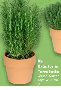 Kaufland Kräuter Angebot