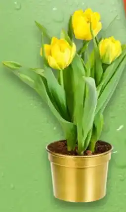 Kaufland Tulpe 3er-Tuff Angebot