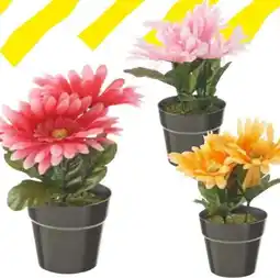 TEDi Kunstblumen Angebot