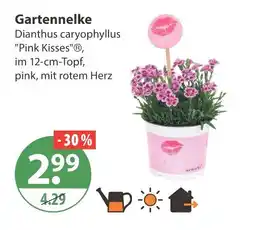 V Markt Gartennelke dianthus caryophyllus 'pink kisses' Angebot