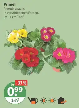 V Markt Primel Angebot