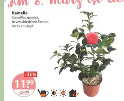 V Markt Kamelie Angebot
