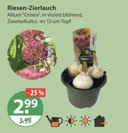 V Markt Riesen-zierlauch Angebot
