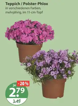 V Markt Teppich / polster-phlox Angebot