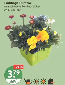 V Markt Frühlings-quattro Angebot