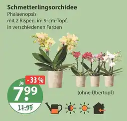 V Markt Schmetterlingsorchidee Angebot