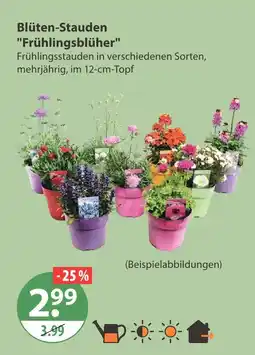 V Markt Blüten-stauden frühlingsblüher Angebot