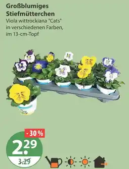 V Markt Großblumiges stiefmütterchen Angebot
