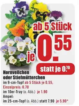 B1 Discount Baumarkt Hornveilchen oder Stiefmütterchen Angebot