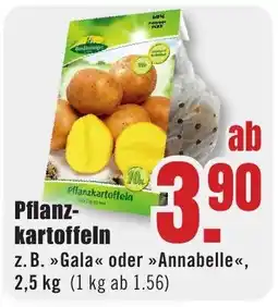 B1 Discount Baumarkt Pflanzkartoffeln Angebot