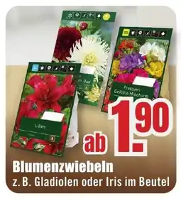 B1 Discount Baumarkt Blumenzwiebeln Angebot