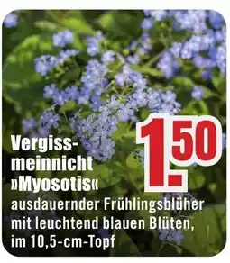 B1 Discount Baumarkt Vergissmeinnicht >>Myosotis<< Angebot