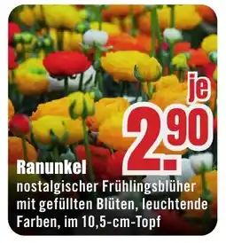 B1 Discount Baumarkt Ranunkel Angebot