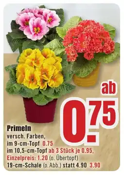 B1 Discount Baumarkt Primeln Angebot