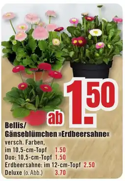 B1 Discount Baumarkt Bellis/ Gänseblümchen »Erdbeersahne<< Angebot