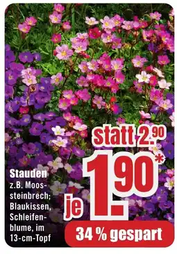 B1 Discount Baumarkt Stauden Angebot