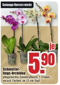 B1 Discount Baumarkt Schmetterlings-Orchidee Angebot