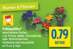diska Frühlingsblüher Angebot