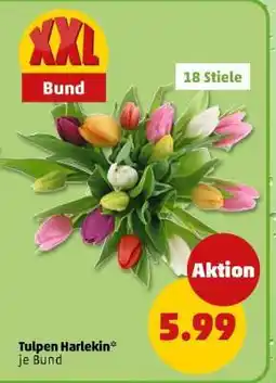 PENNY Tulpen Harlekin Angebot