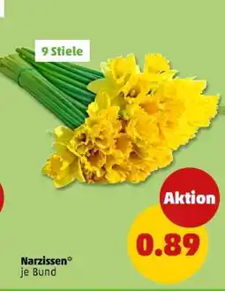 PENNY Narzissen Angebot